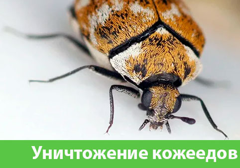 Обработка от кожееда в городе Артём 